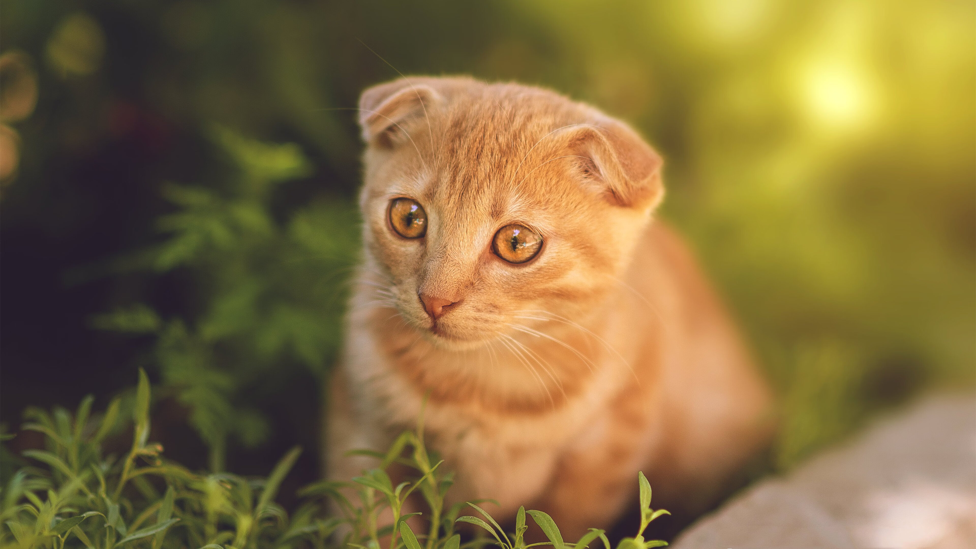 爱游戏官网-_离线与线上结合：赛事观看体验的未来_，离线和在线不同