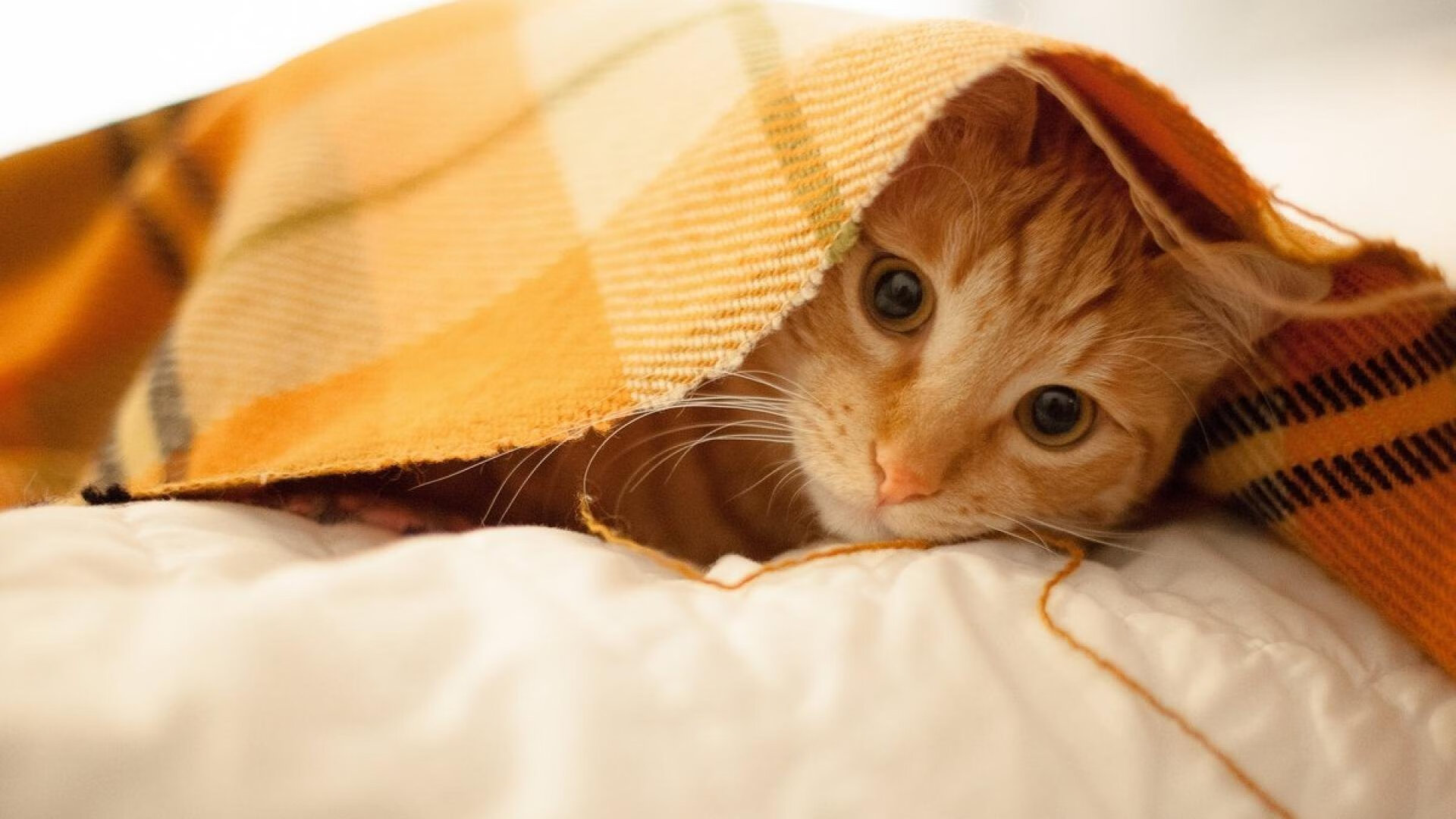 爱游戏下载-_骑士年轻核心表现抢眼，未来可期_，骑士17