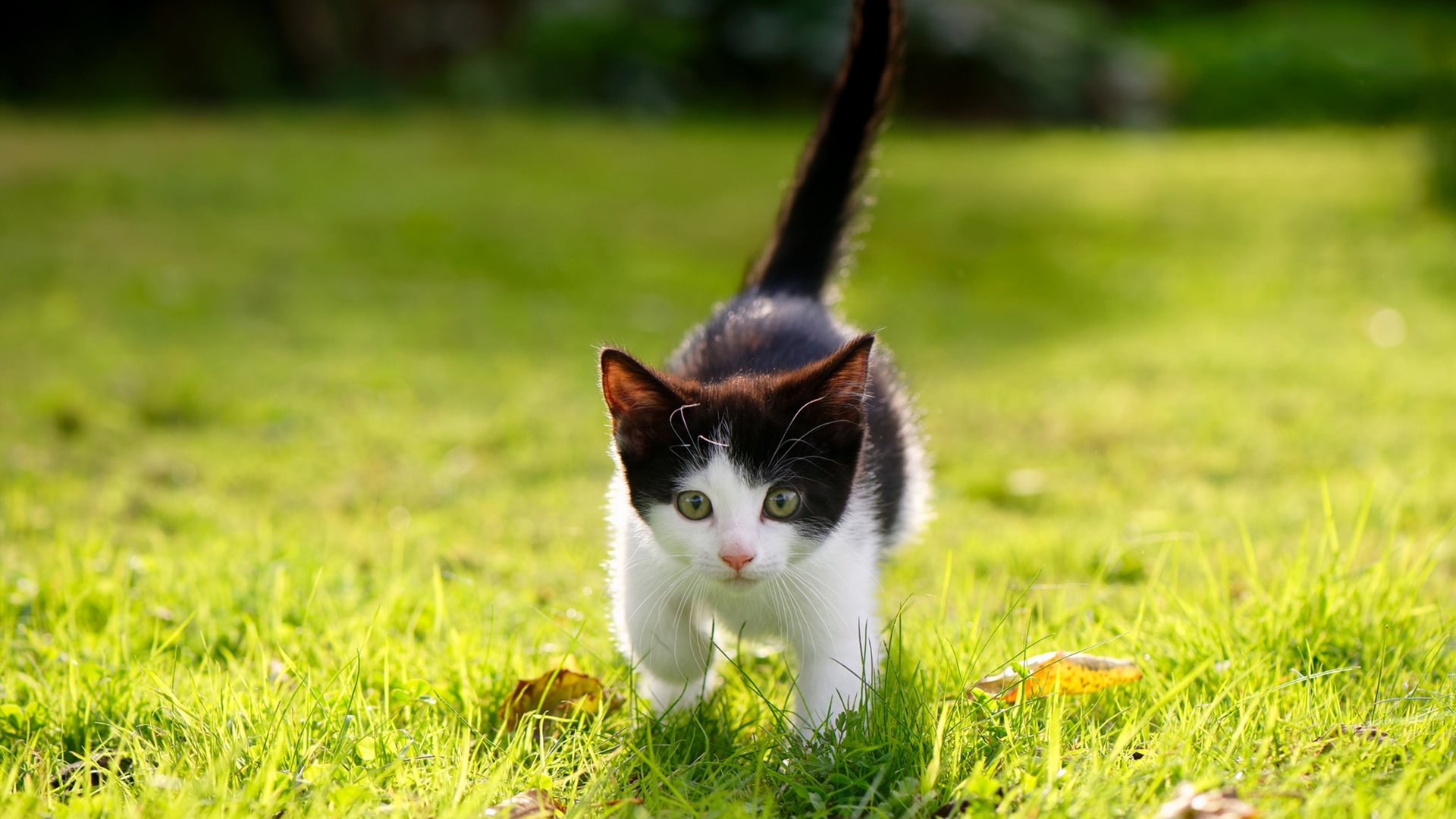 _骑士年轻球员崭露头角,前景光明_,骑士队球员的年薪排名