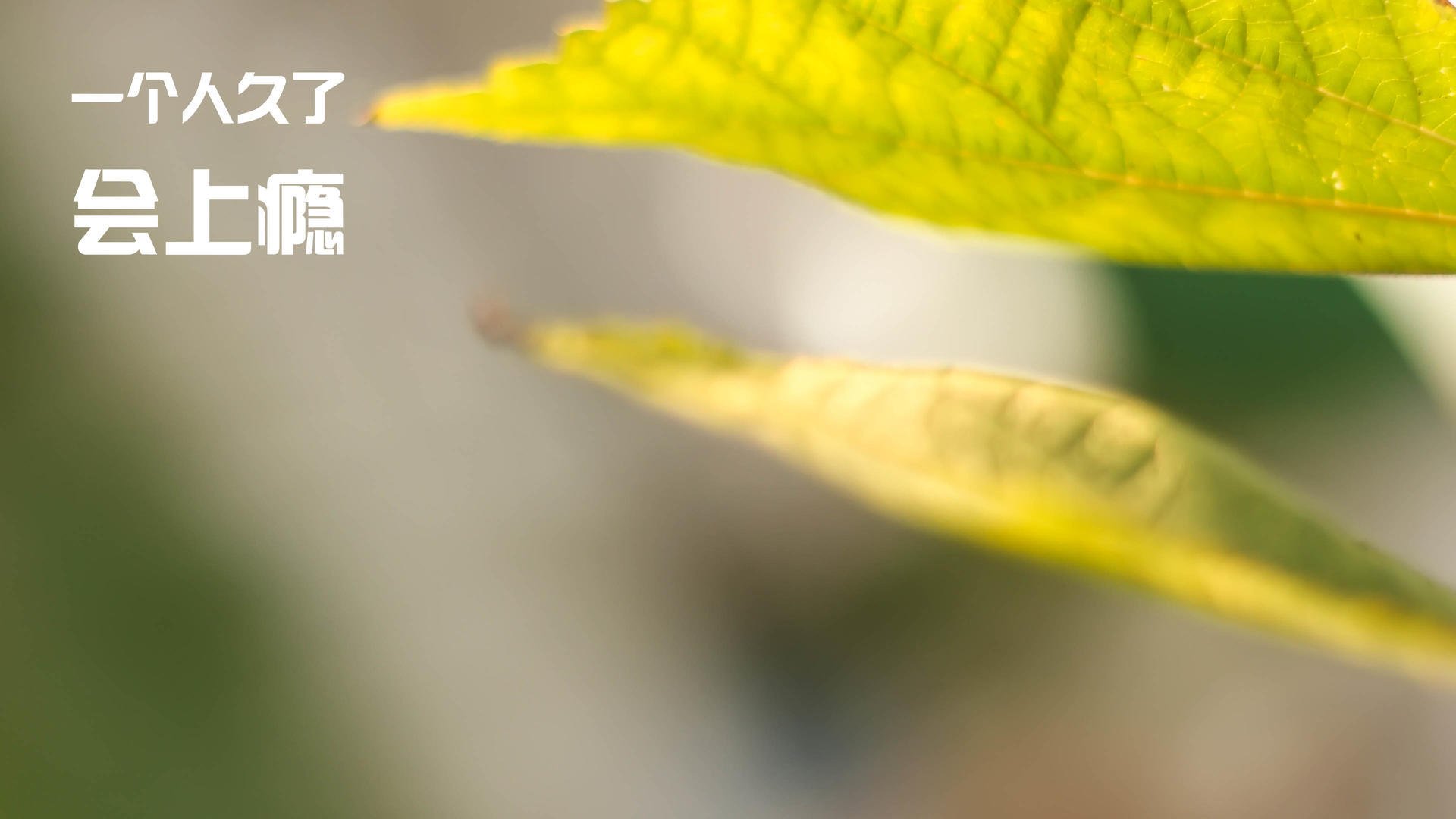 意大利女子排球队在决赛中击败美国队,意大利女子排球世界排名