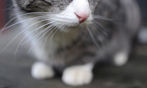 爱游戏体育-曾经的冠军如今的教练，传帮带推动台球发展