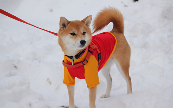 AYX GAME-欧洲赛事首轮大热门踌躇满志，抢夺冠军宝座，欧洲赛事有哪些