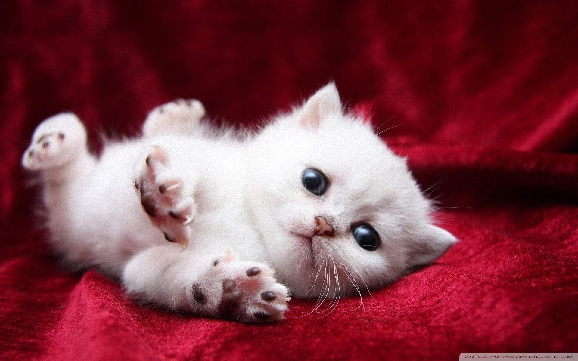 波鸿申请进入欧罗巴联赛,受到关注,波鸿申请进入欧罗巴联赛,受到关注了吗