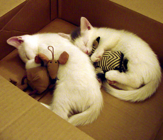 王牌队主场表现强势,王牌队主场表现强势的球员