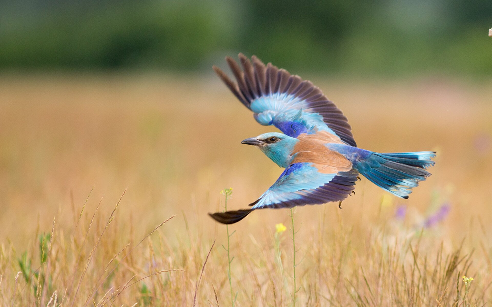 爱游戏官方网站-王牌队季后赛冲击力十足，王牌队的图片