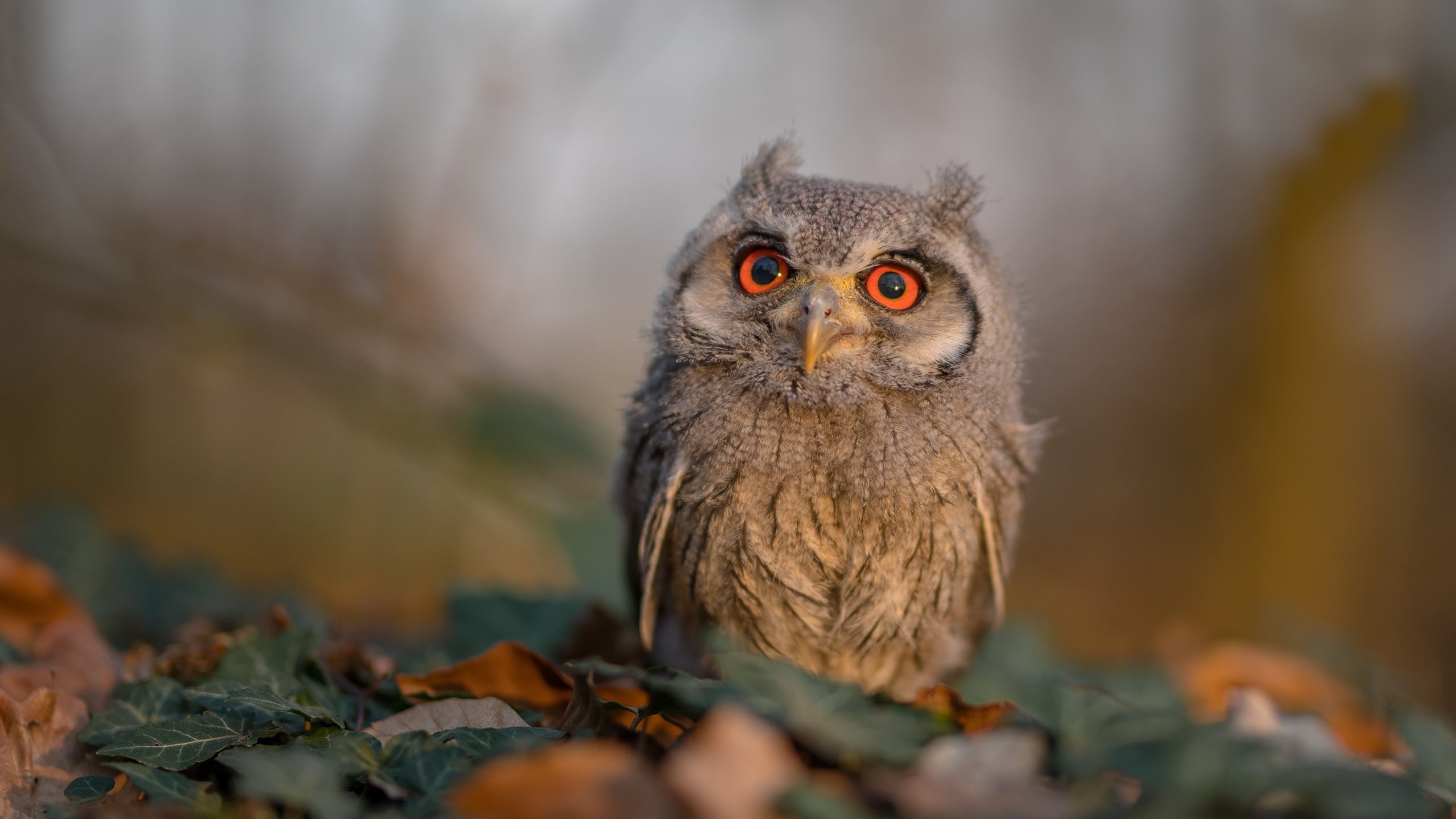 爱游戏娱乐网址-赫塔菲雄心勃发，力克劲敌取得胜利，赫塔菲ued