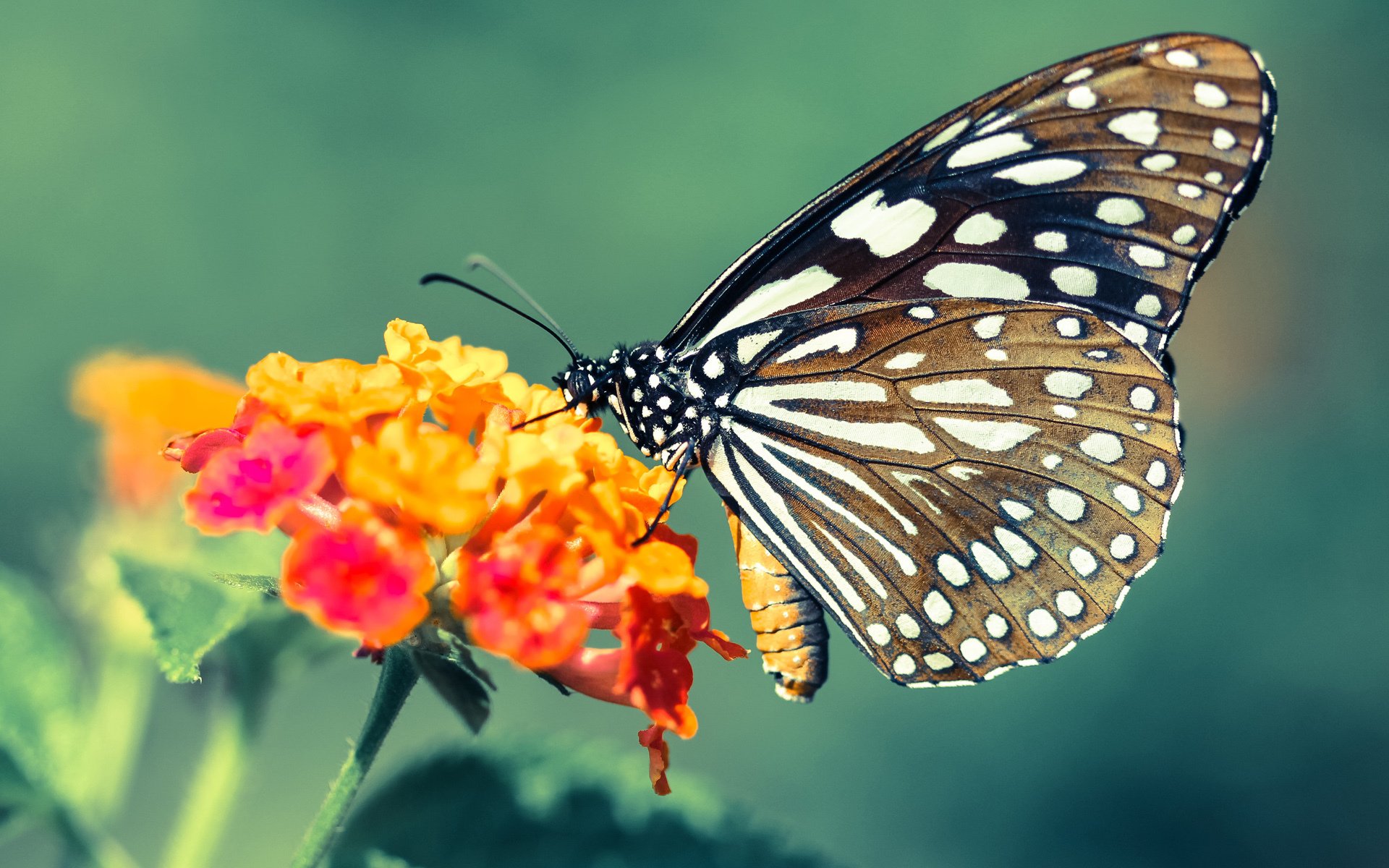 马洛卡遭遇三连败，局势岌岌可危，马洛卡主帅
