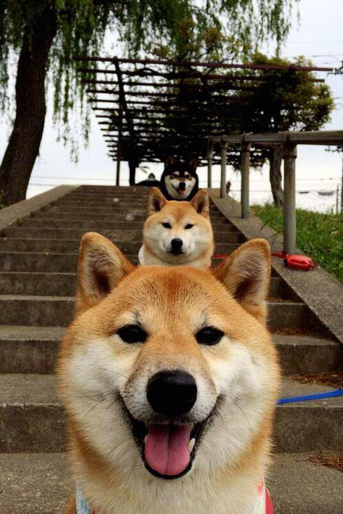 替补球员在快节奏中是否能打出更高效率，替补球员在快节奏中是否能打出更高效率的球