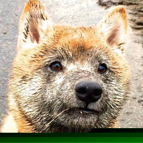 爱游戏下载-波兰队赛制分析：如何通过灵活调整阵容提升比赛表现，波兰队实力分析