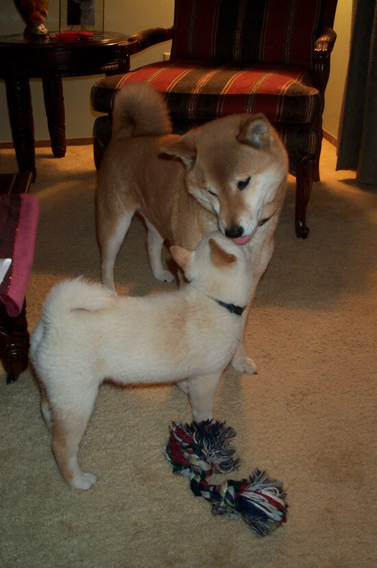 AIYOUXI.COM-球队核心球员心态波动如何传染影响全队表现，球队核心判断