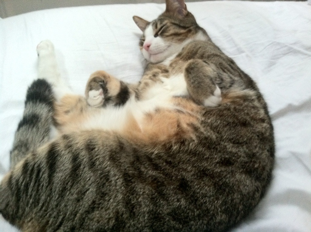 高校体育文化节融合健身与科技体验,高校健体比赛