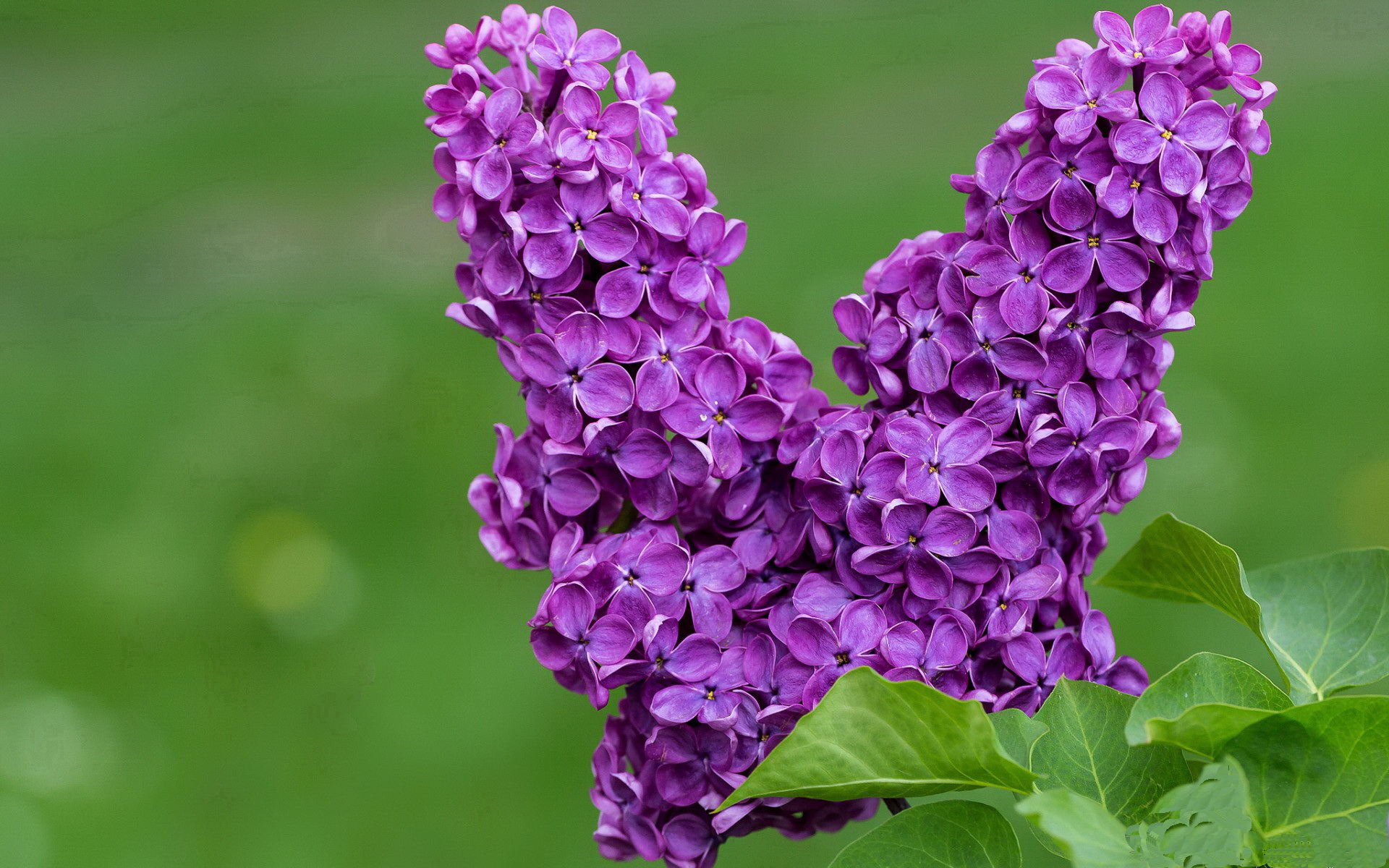 爱游戏官方网站-塔特：袋鼠队的进攻核心，技术细腻突破无敌，袋鼠托特包有几个版本