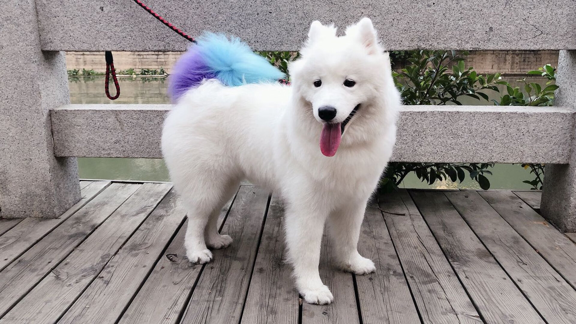 爱游戏登录入口-谷爱凌参与新片拍摄展示滑雪艺术美，谷爱凌滑雪图片