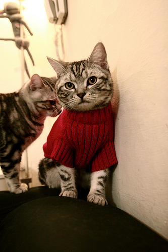 高尔的迅速突破与精准传球，让袋鼠队进攻更具层次